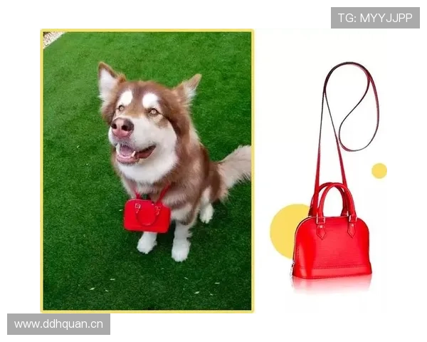 拉皮诺家的狗都比你我活得精致